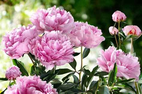 When are peonies in season. Things To Know About When are peonies in season. 